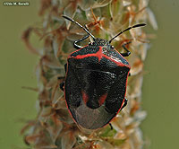 Stink Bug