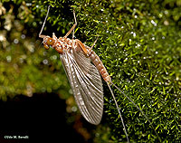 Stream Mayfly