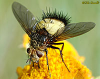 Tachinid Fly