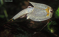 Tadpole Shrimp