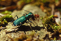 Tiger Beetle