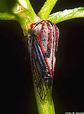 Treehopper