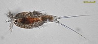 Trigiopus Copepod