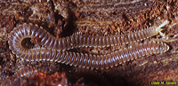 Unidentified Millipede