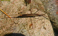 Waterscorpion