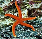 Blood Star