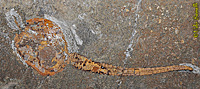 Carpoid fossil