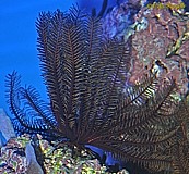 Feather Star