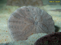 Eccentric Sand Dollar