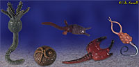 Crinoid Models