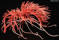 Feather Star