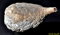 Holocystites fossil