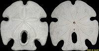 Sand Dollar