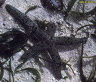 Linkia Seastar