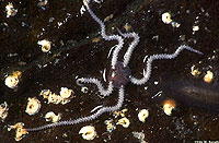 Little Brittlestar