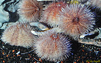 Pink Urchin