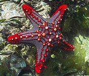 Red Knob Seastar