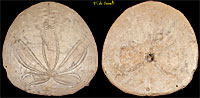 Sand Dollar Fossil