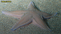 Sand Star