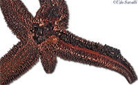 Seastar Dissection