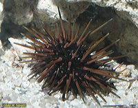 Sea Urchin