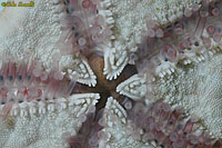 Seastar Mouth