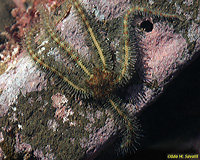 Spiny Brittlestar