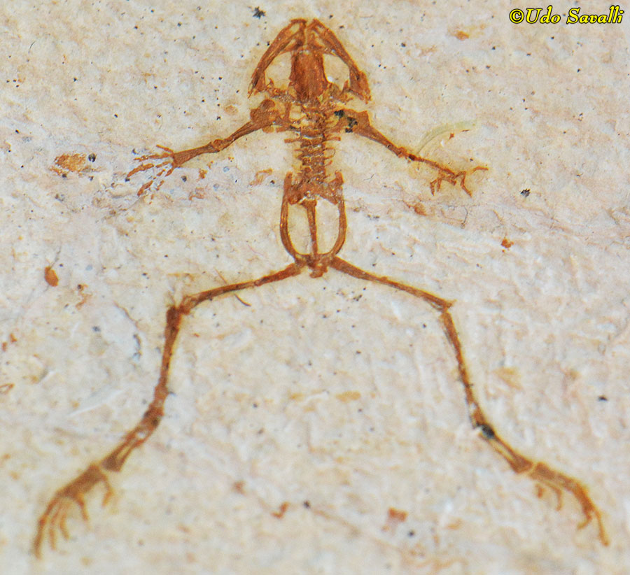 Aerugaomnis frog