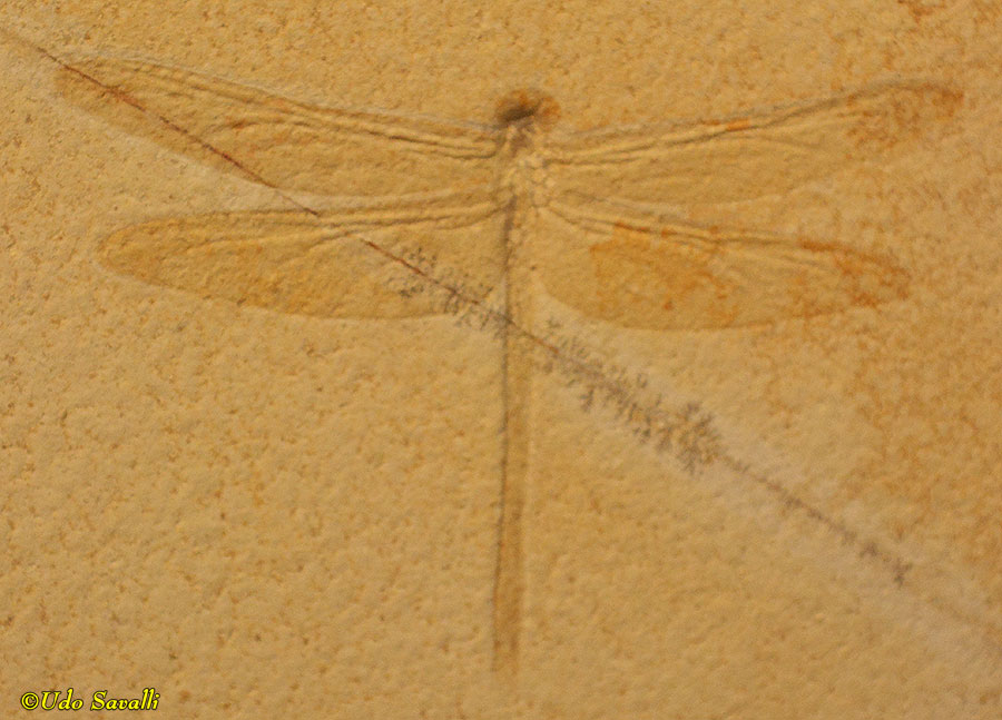 Aeschnogomphus dragonfly fossil