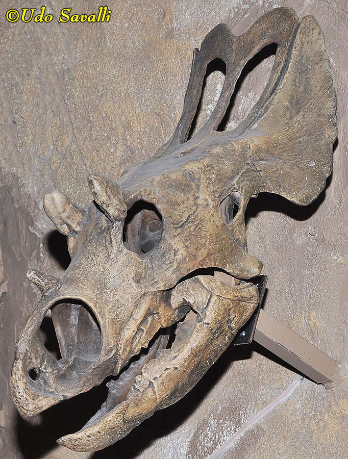 Agujaceratops