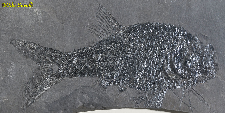 Albertonia