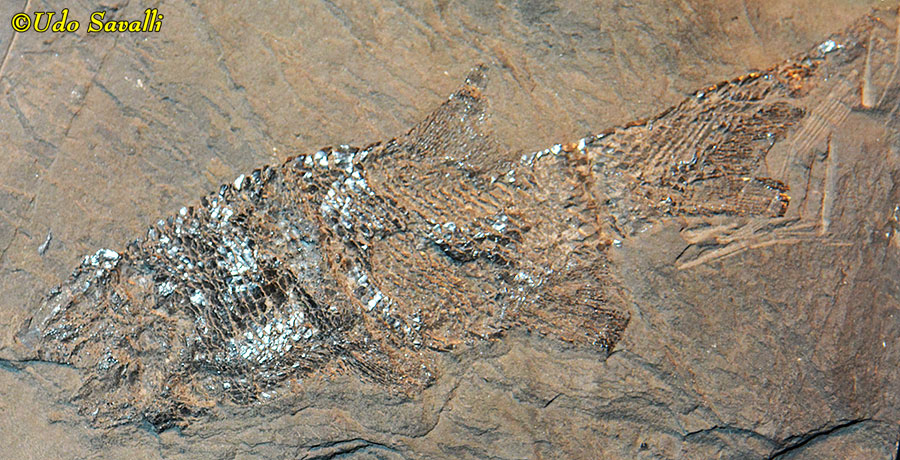 Amblypterus