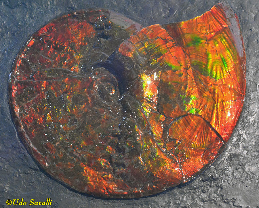 Placenticeras Ammolite