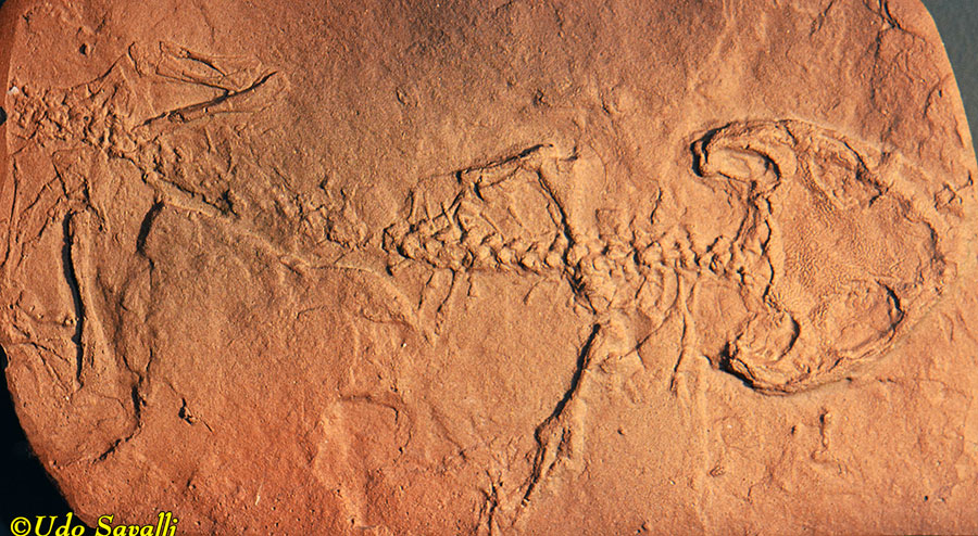 Amphibamus