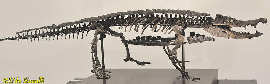 Amphicotylus