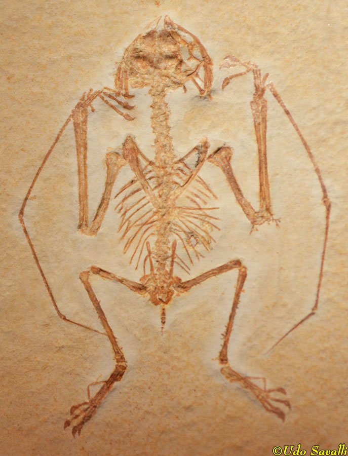 Anurognathus