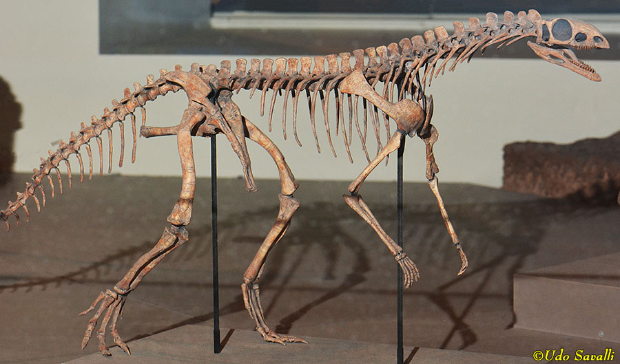Asilisaurus