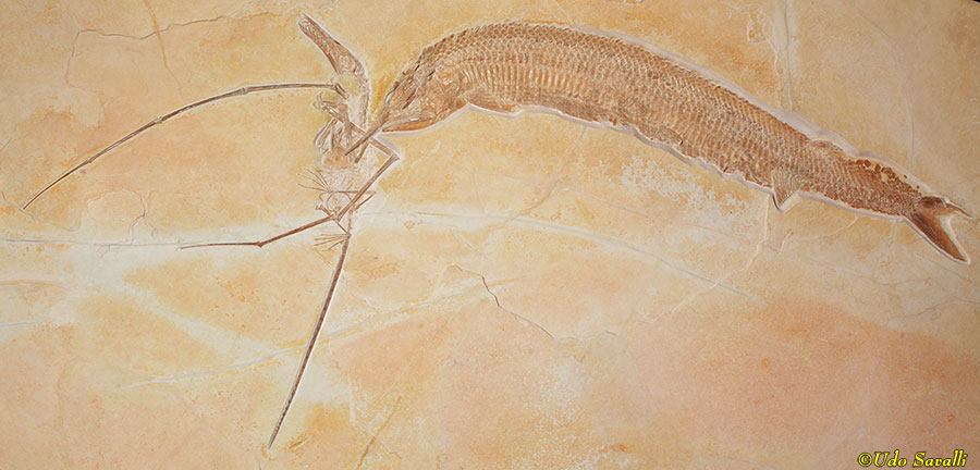 Aspidorhynchus Eating Rhamphorhynchus