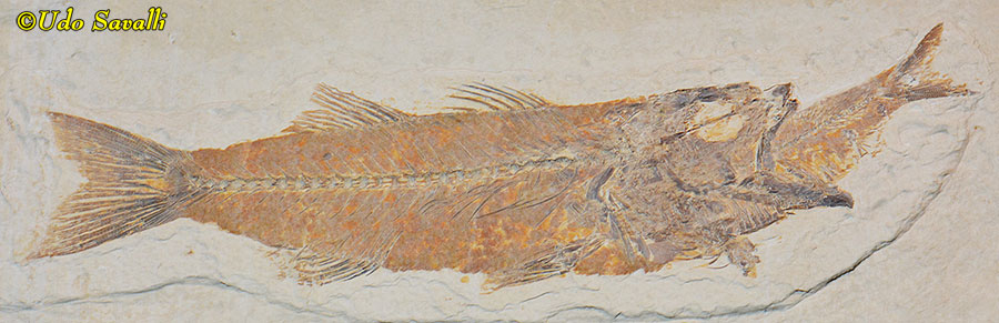 Mioplosus eats Diplomystus