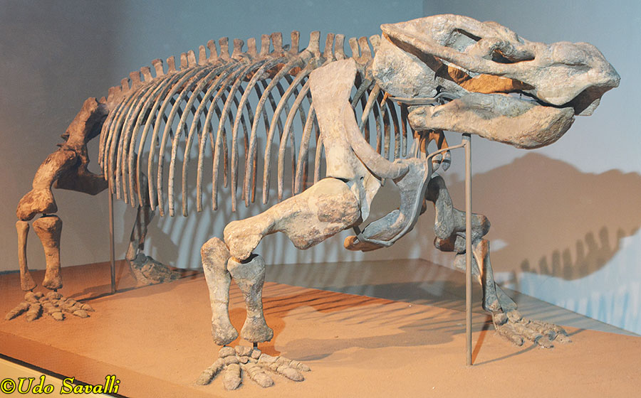 Aulacephalodon