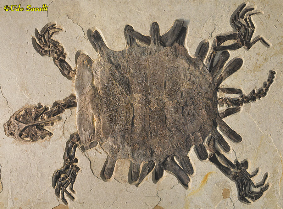 Axestemys