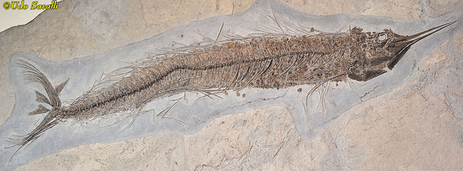 Belonostomus