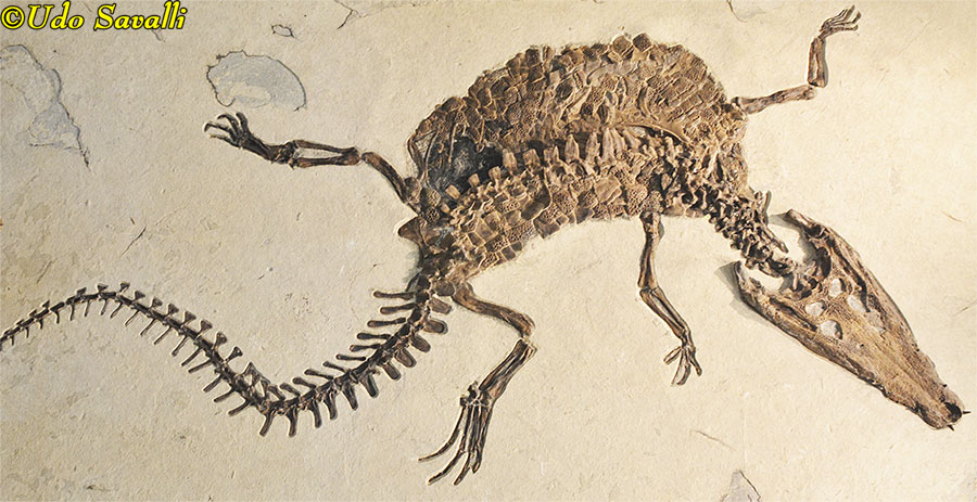Borealosuchus