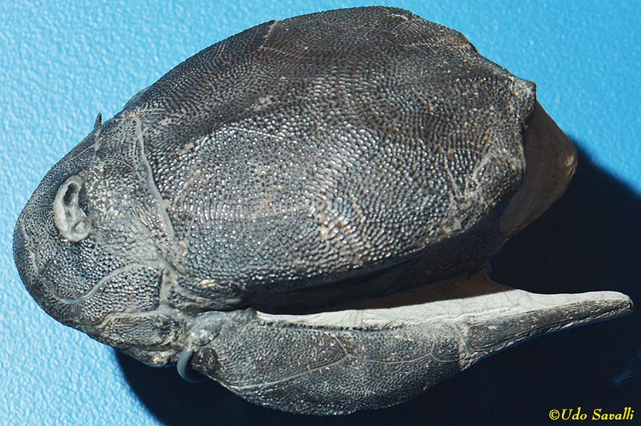 Bothriolepis