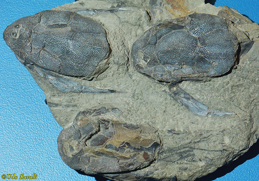 Bothriolepis