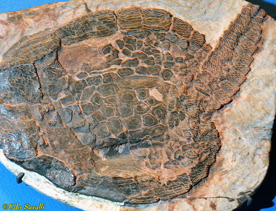 Cardipeltis