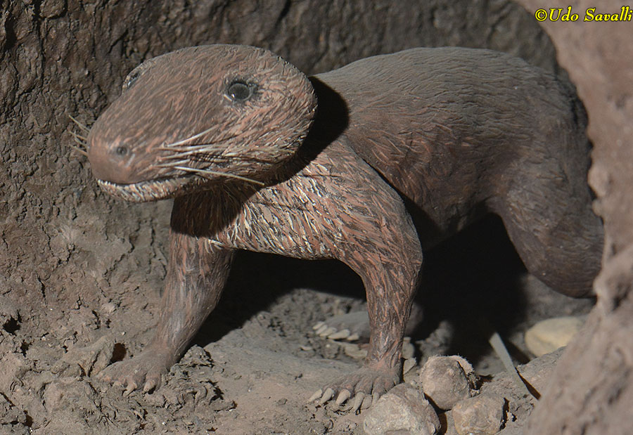 Chiniquodon model
