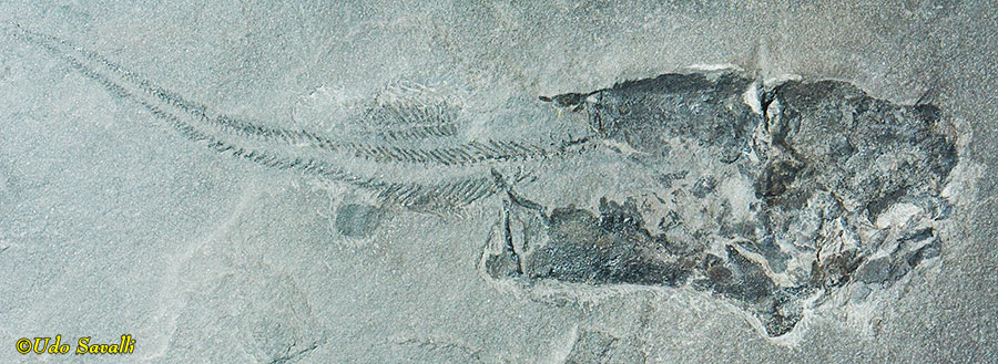 Coccosteus