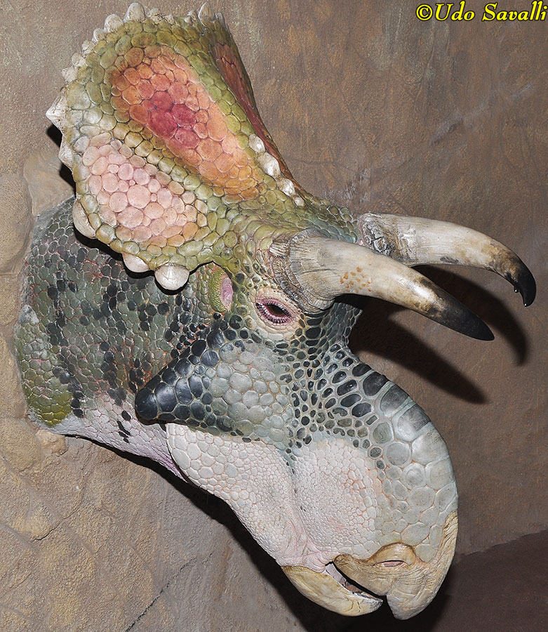 Crittendenceratops Head Model