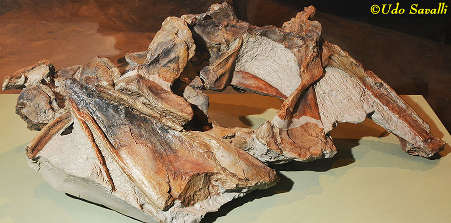 Cryolophosaurus